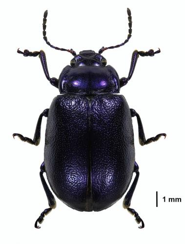 Oreina caerulea